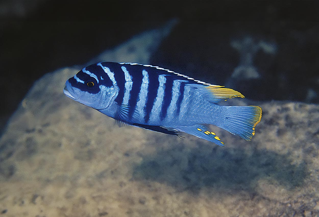 Foto på fisken Metriaclima sp. 'zebra chilumba'
