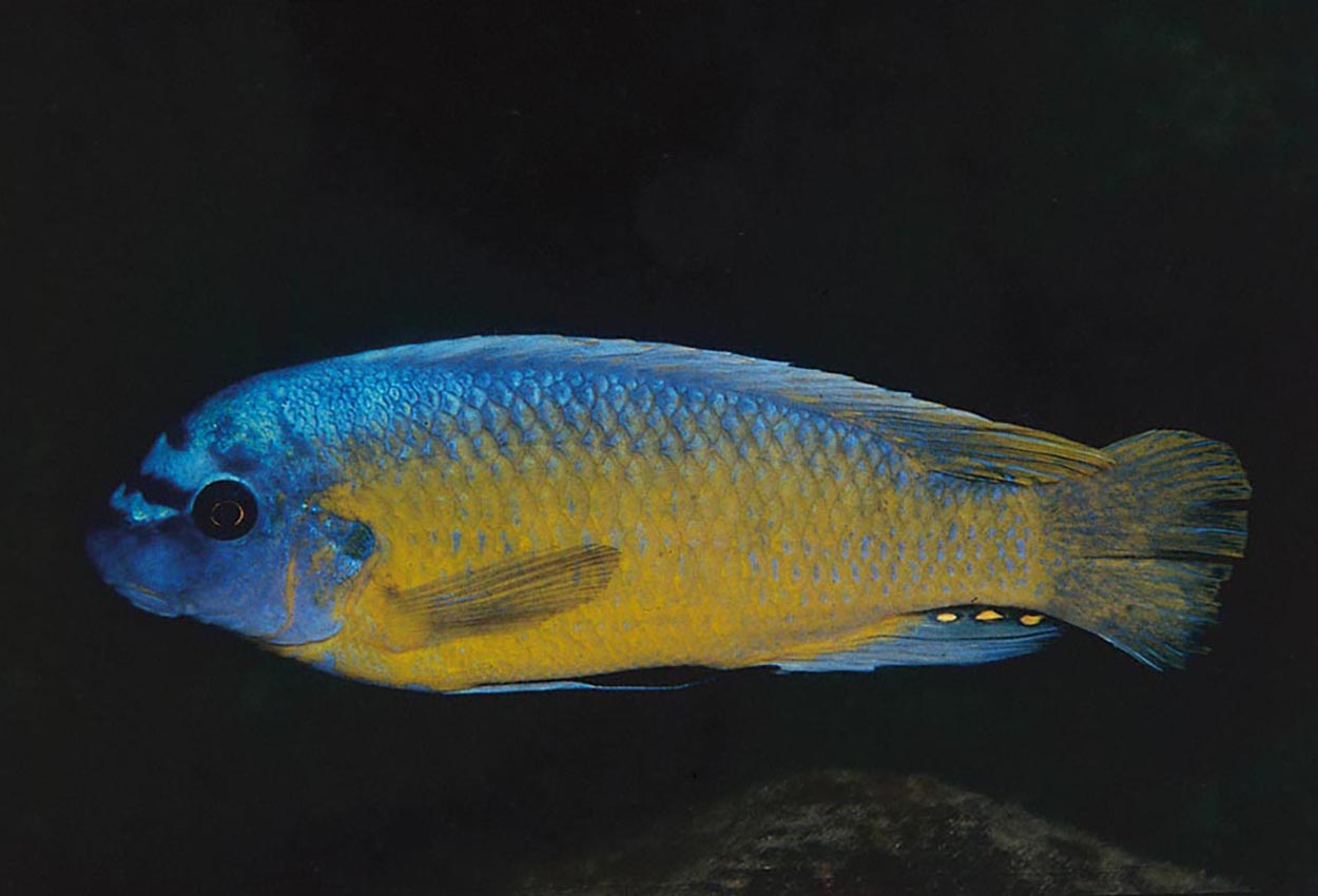 Foto på fisken Labeotropheus chlorosiglos, Katale