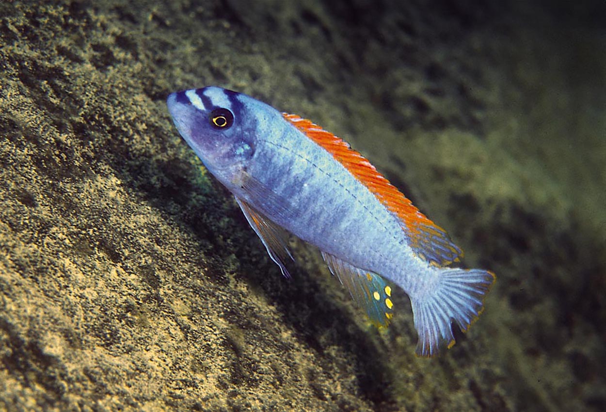 Foto på fisken Labeotropheus trewavasae, Thumbi West