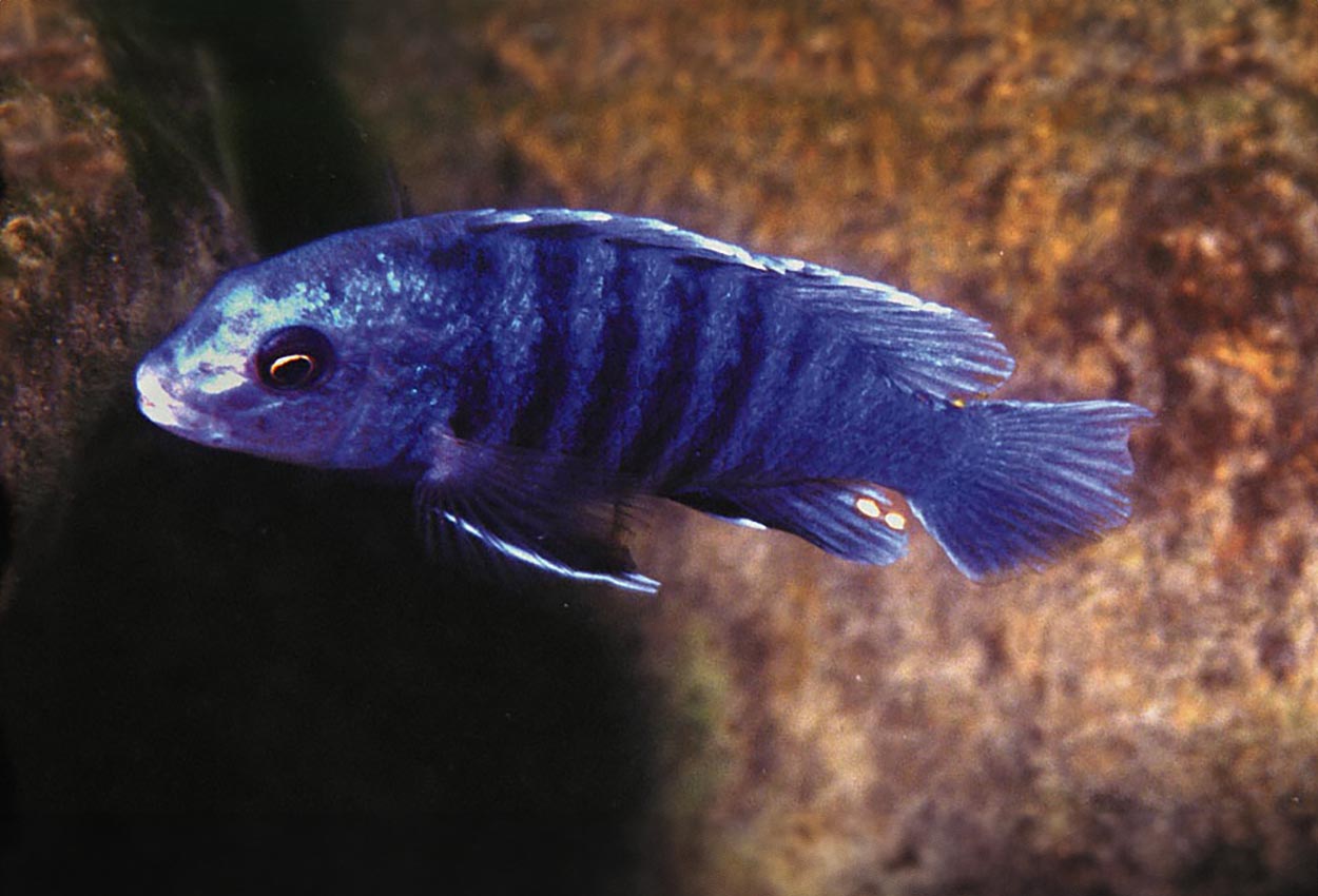 Foto på fisken Labidochromis freibergi