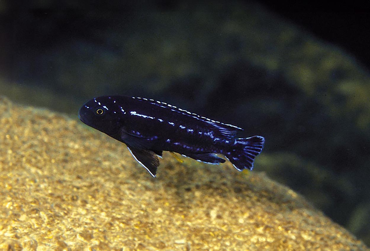 Foto på fisken Melanochromis interruptus
