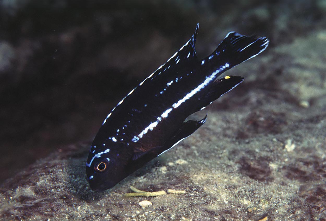Foto på fisken Melanochromis johanni