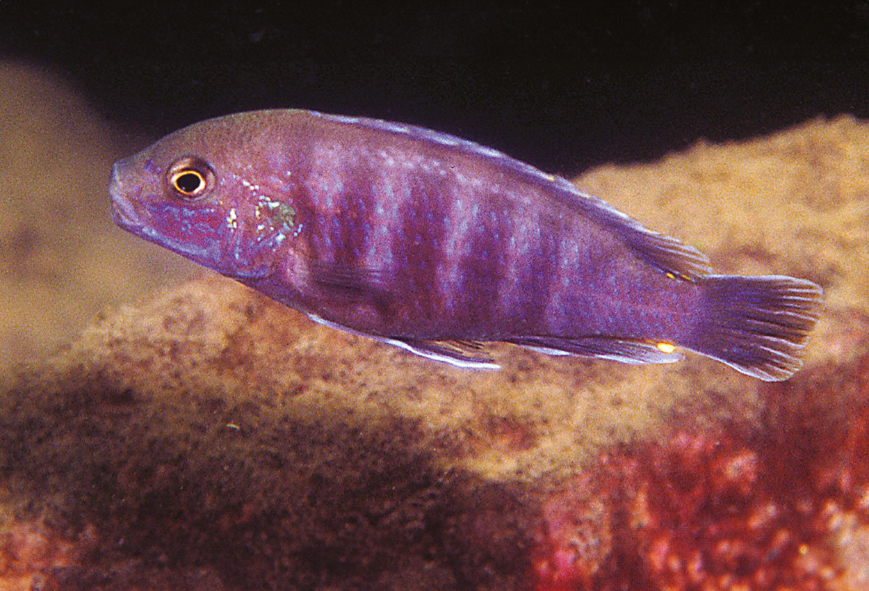 Foto på fisken Labidochromis ianthinus, Mbenji  