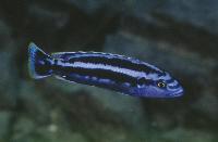 <i>Melanochromis kaskazini</i>, Lupingu