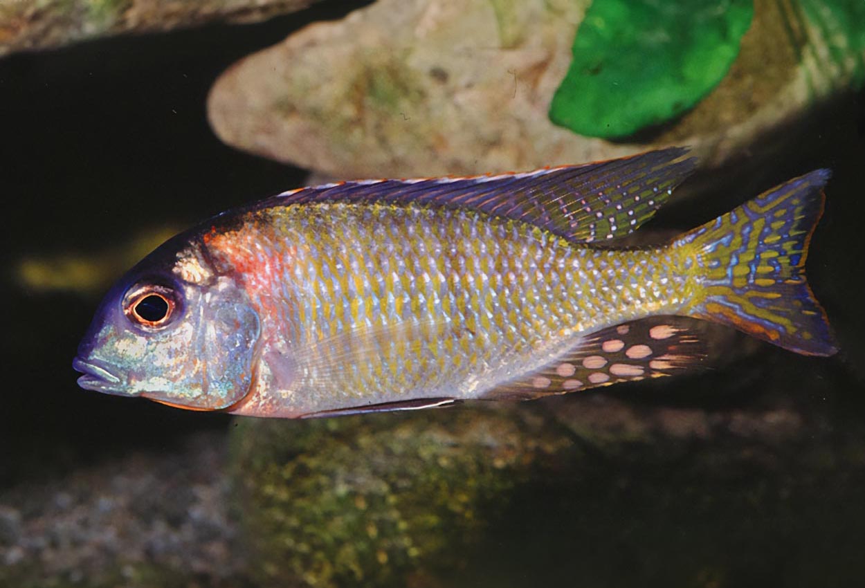 Foto på fisken Tramitichromis sp. 'red flush'