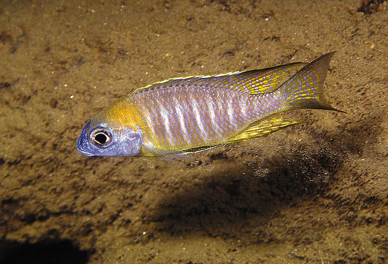 Foto på fisken Lethrinops sp. 'nyassae'