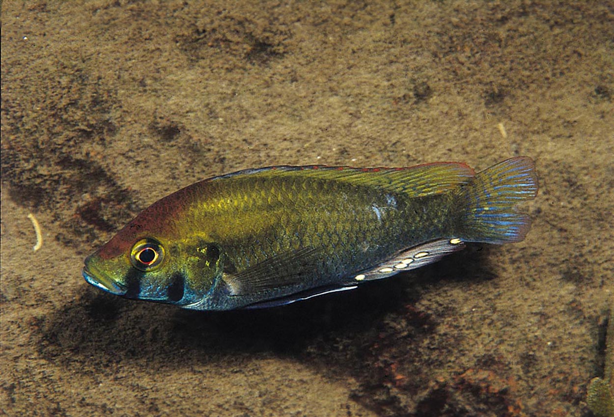 Foto på fisken Astatotilapia calliptera