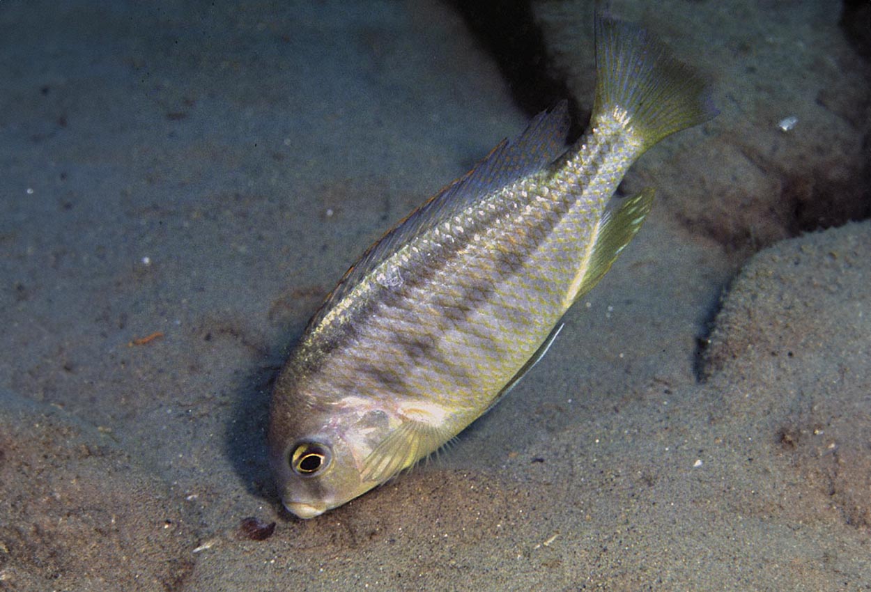 Foto på fisken Chilotilapia rhoadesii