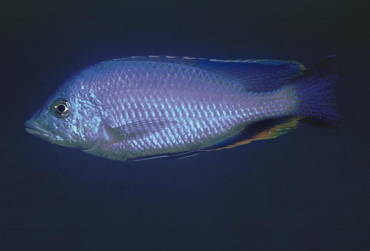 Foto på fisken Hemitilapia oxyrhynchus