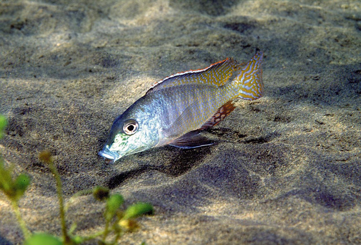 Foto på fisken Lethrinops lethrinus