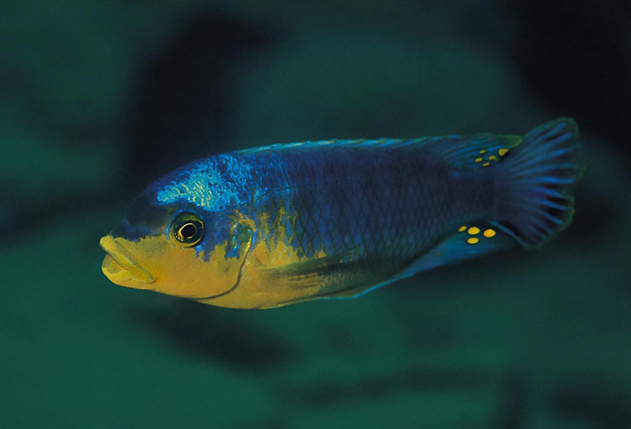 Foto på fisken Petrotilapia sp. 'yellow chin'