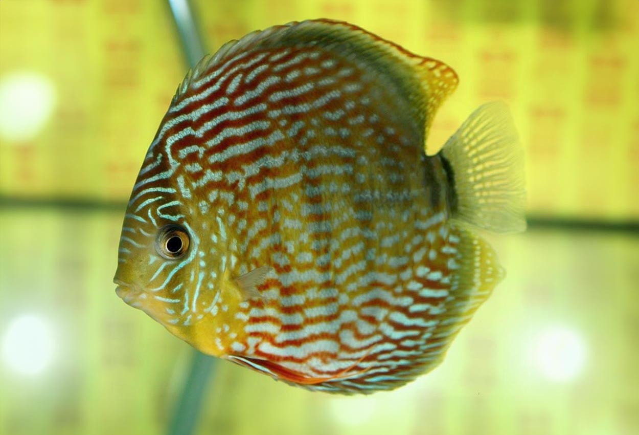 Foto på fisken Symphysodon aequifasciatus haraldi (blue)