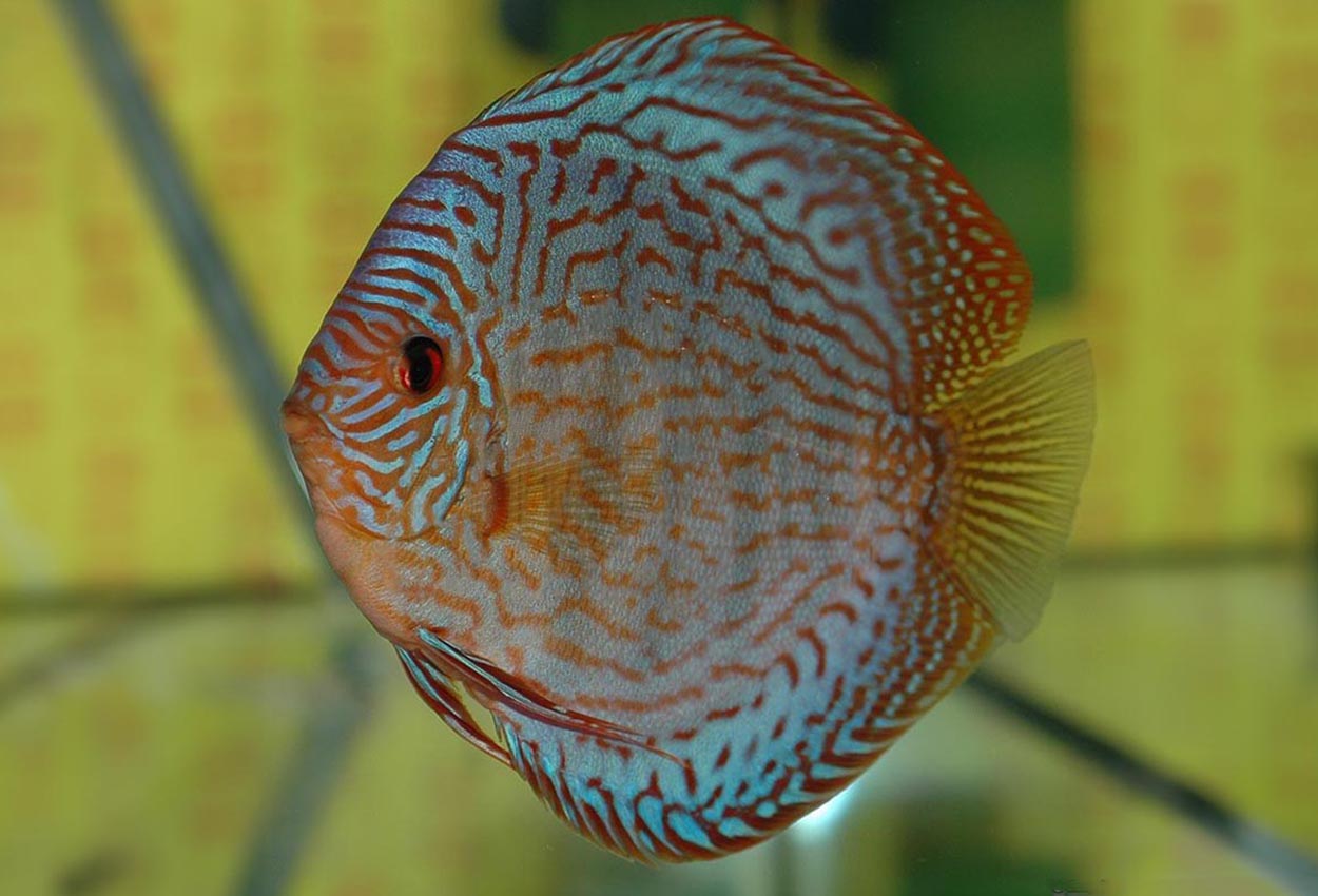 Foto på fisken Symphysodon sp. 'striped turquoise'