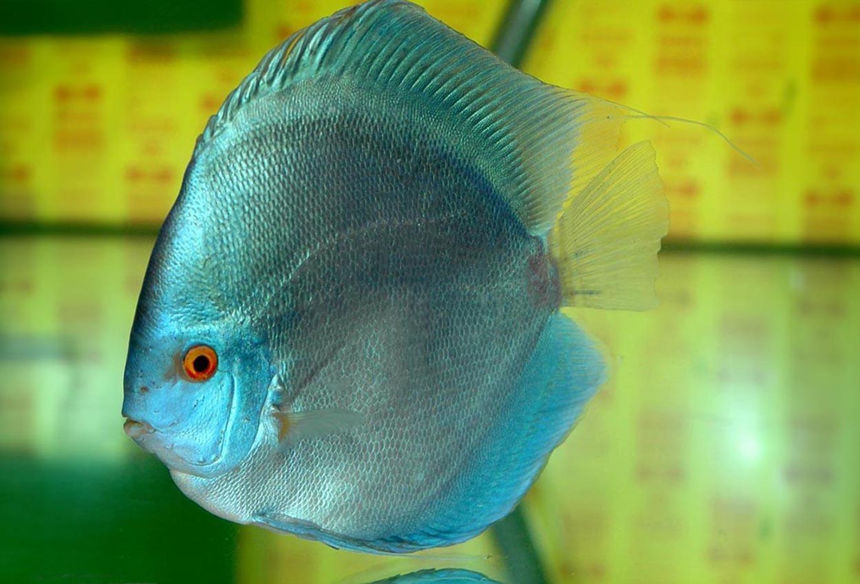 Foto på fisken Symphysodon sp. 'solid turquoise'
