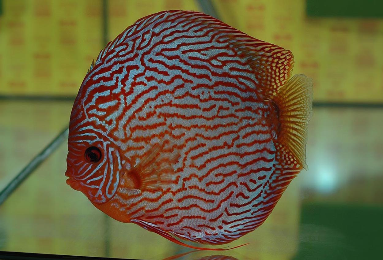 Foto på fisken Symphysodon sp. 'red turquoise'