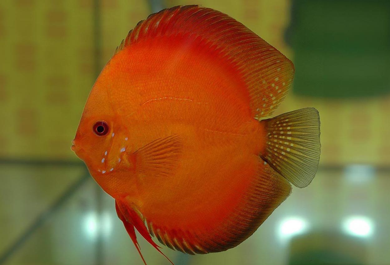 Foto på fisken Symphysodon sp. 'red'