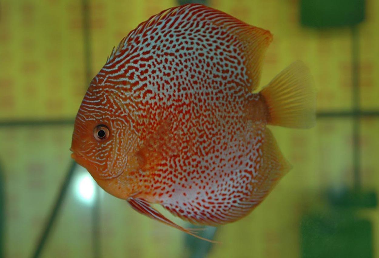 Foto på fisken Symphysodon sp. 'red spotted'