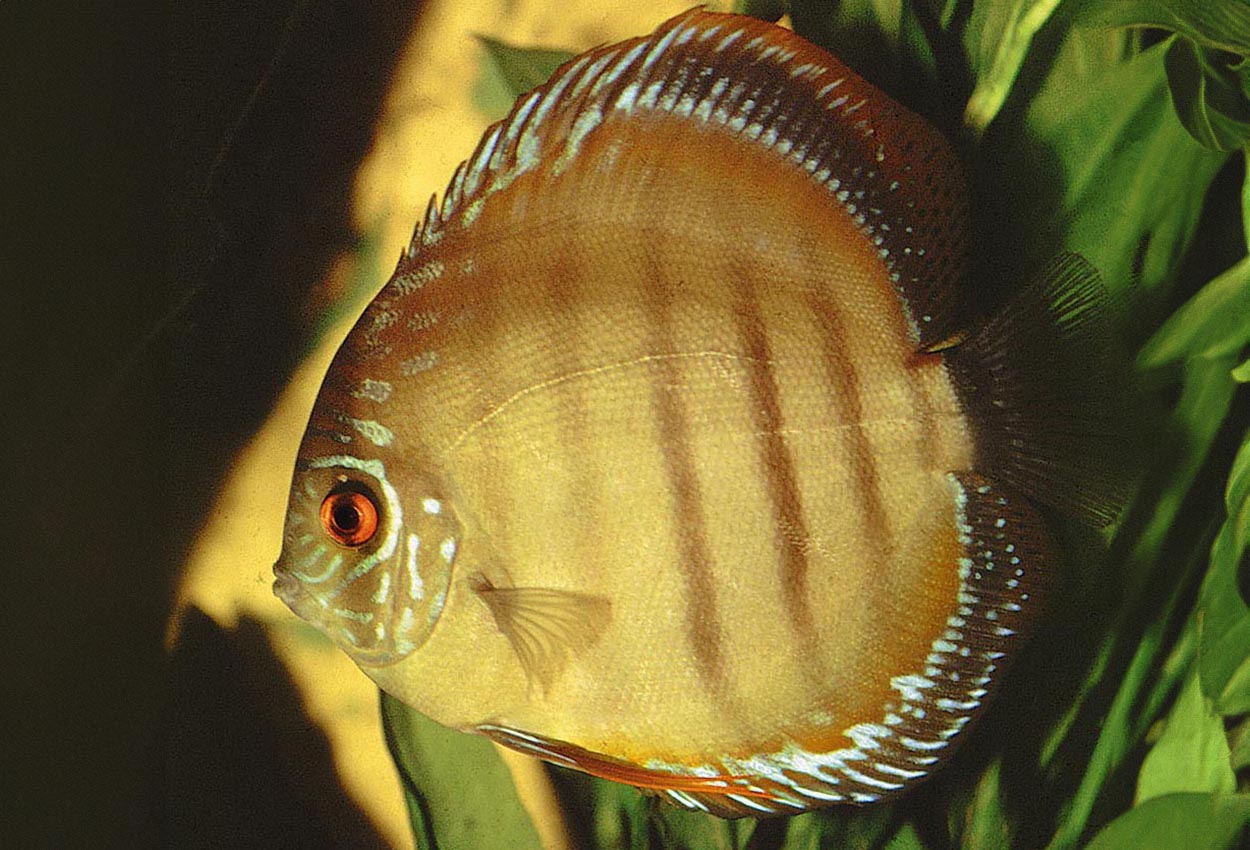 Foto på fisken Symphysodon aequifasciatus axelrodi (brown)