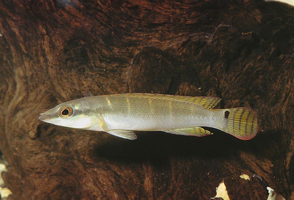 Foto på fisken Crenicichla compressiceps