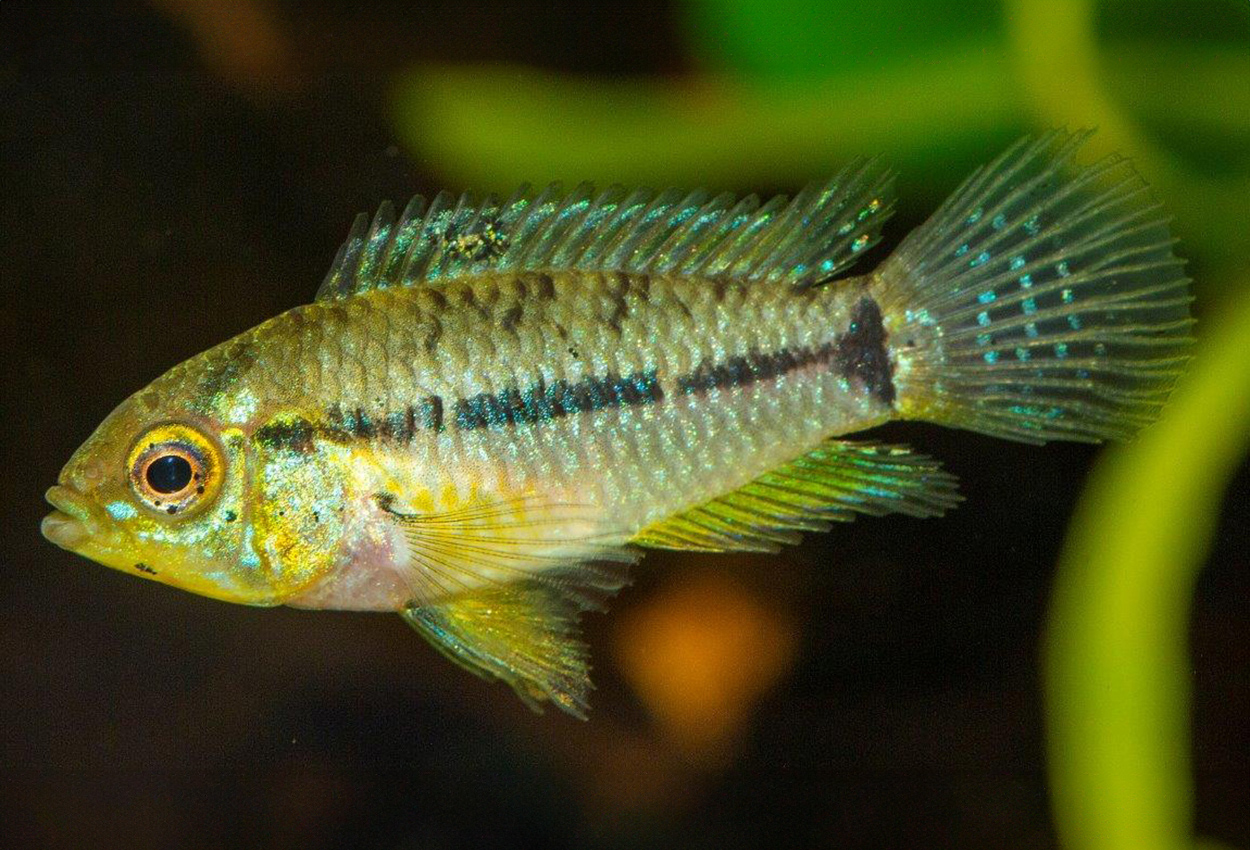 Foto på fisken Apistogrammoides pucallpaensis