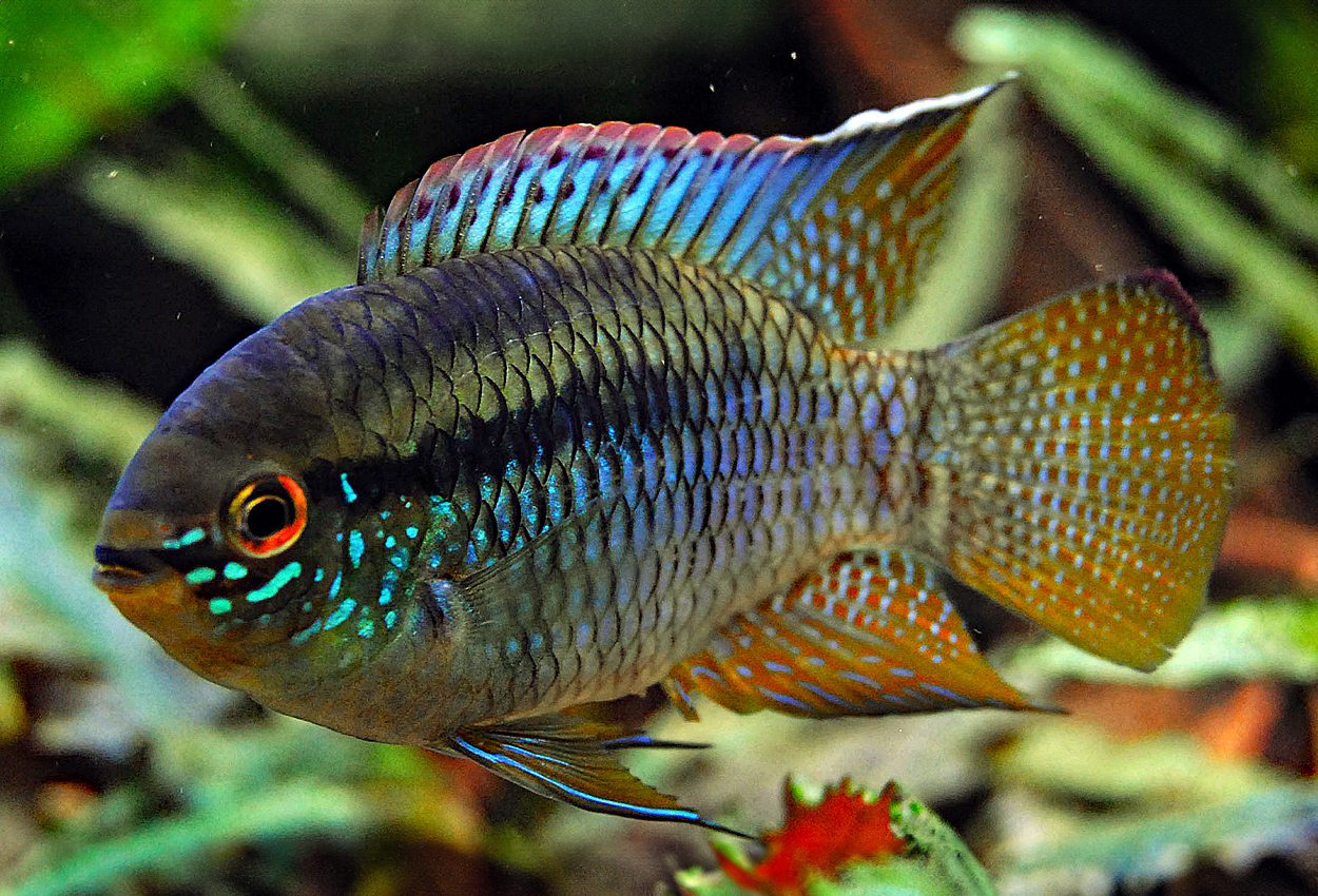 Foto på fisken Laetacara curviceps