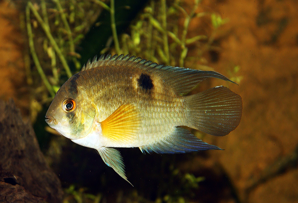 Foto på fisken Cleithracara maronii