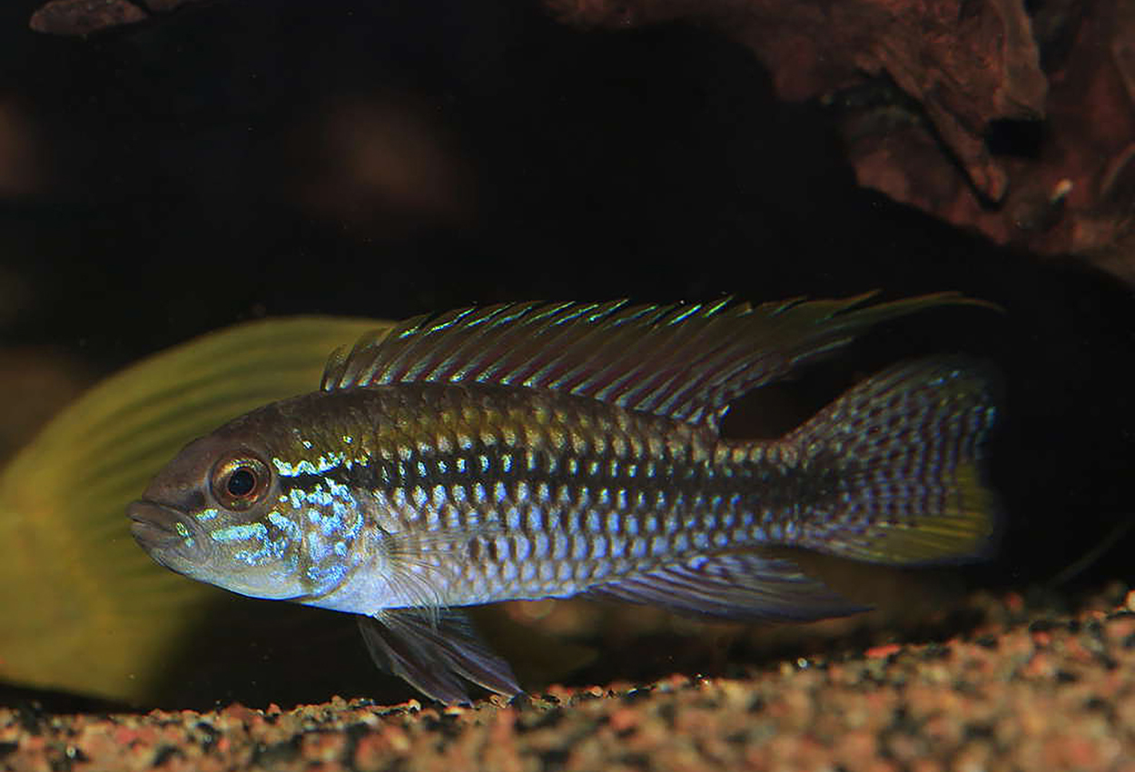 Foto på fisken Apistogramma paucisquamis