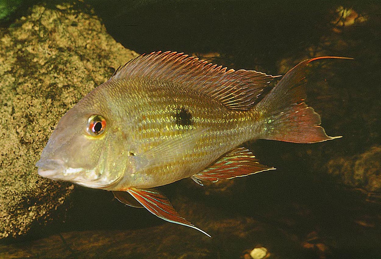 Foto på fisken Geophagus surinamensis
