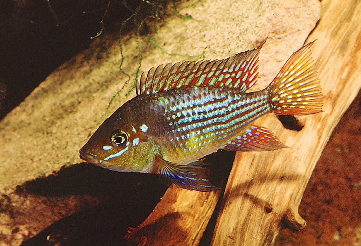 Foto på fisken Gymnogeophagus rhabdotus