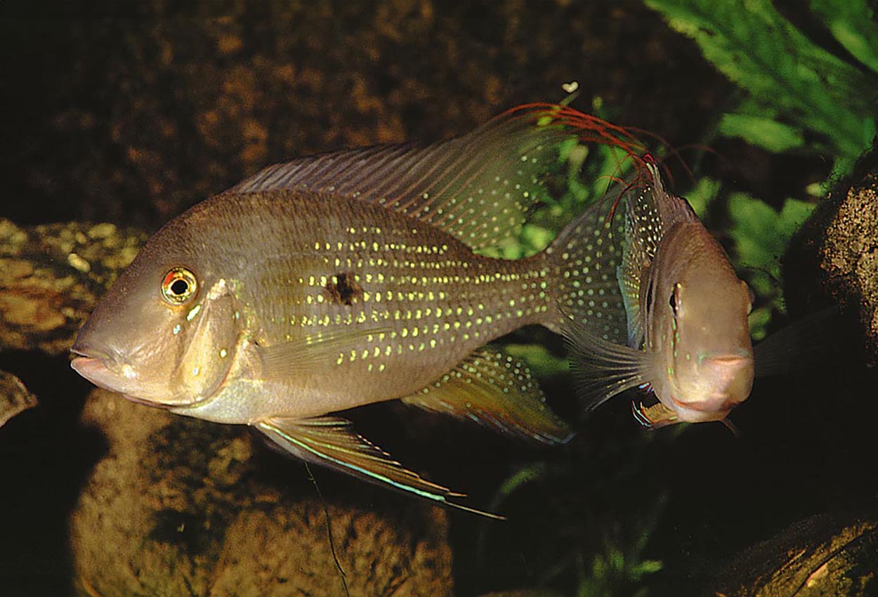 Foto på fisken Acarichthys heckelii