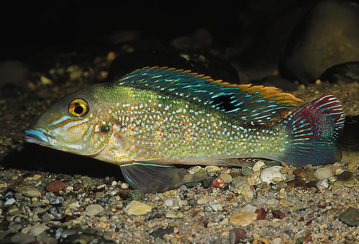 Foto på fisken Retroculus lapidifer