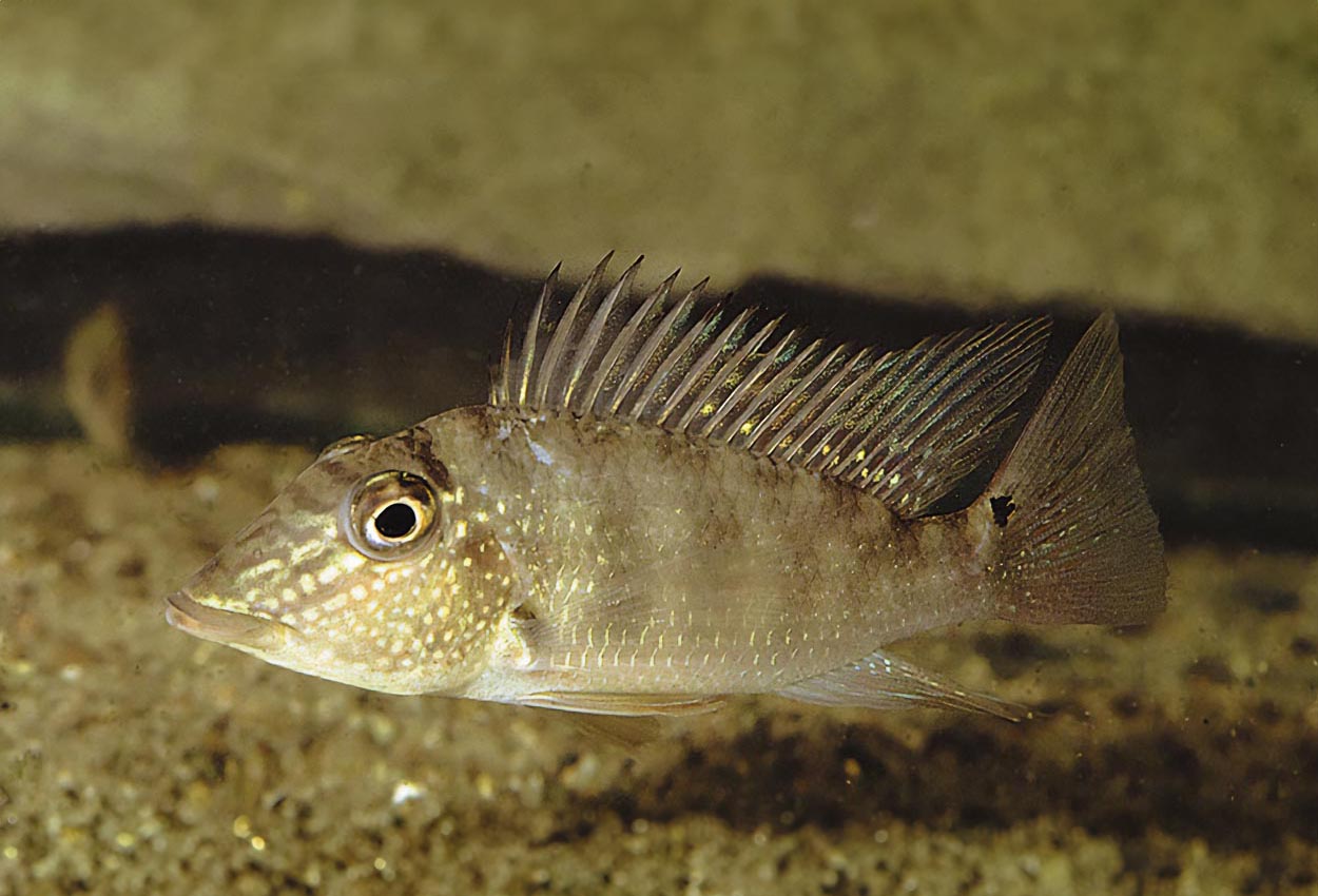 Foto på fisken Satanoperca leucosticta