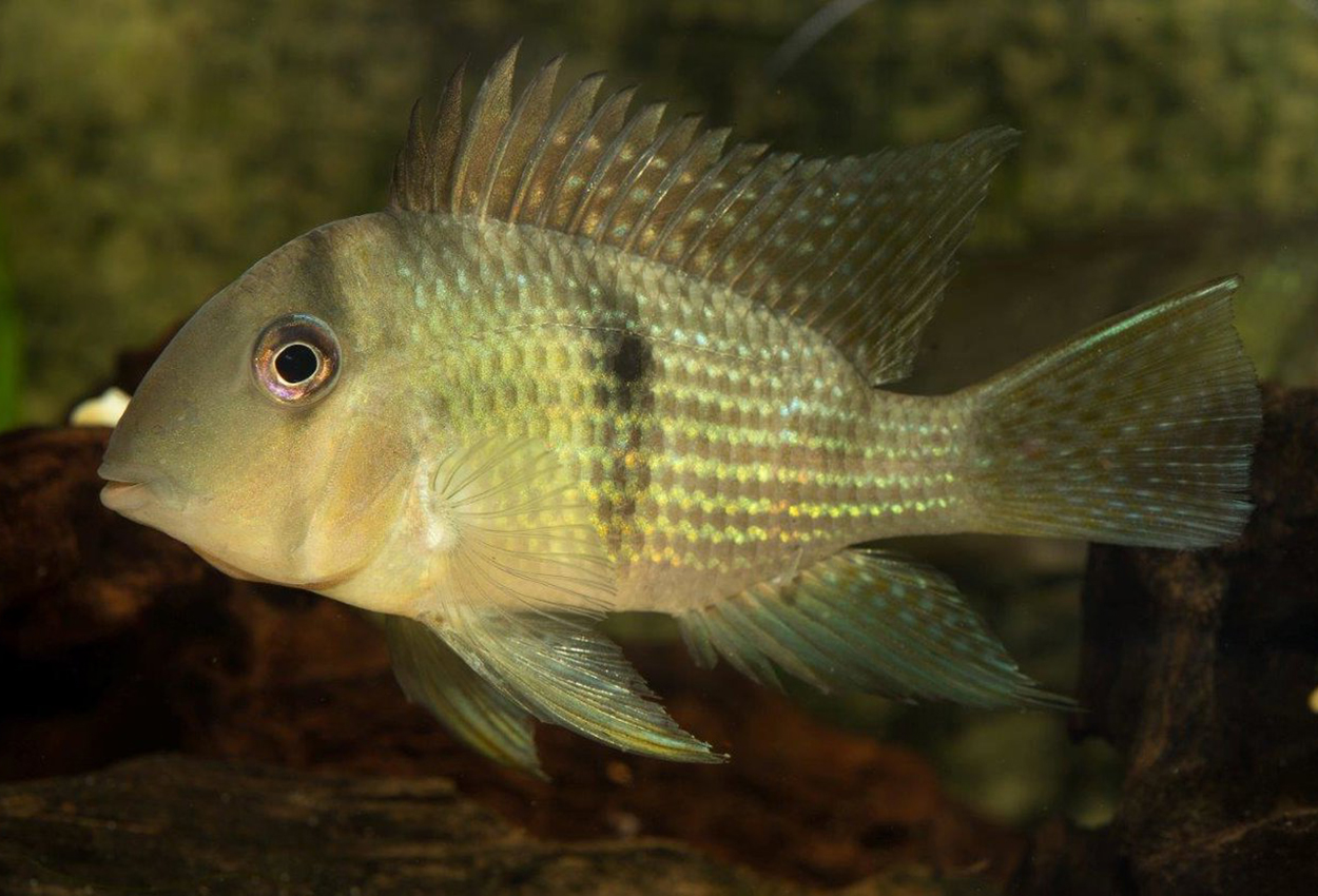 Foto på fisken Guianacara dacrya