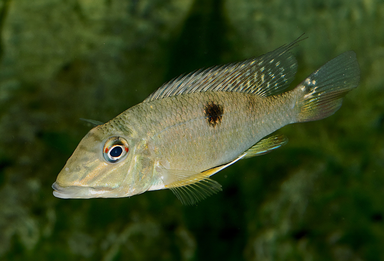Foto på fisken Satanoperca lilith