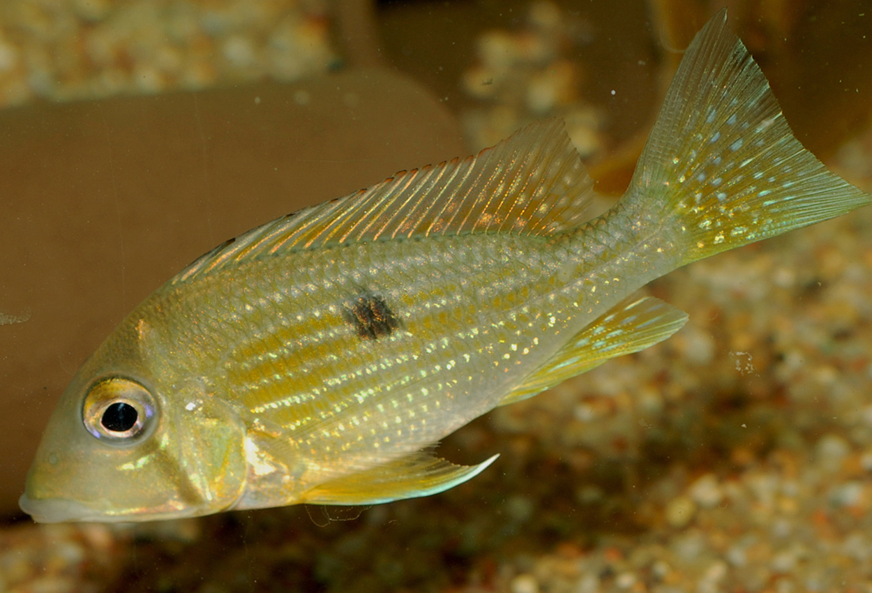 Foto på fisken Geophagus taeniopareius