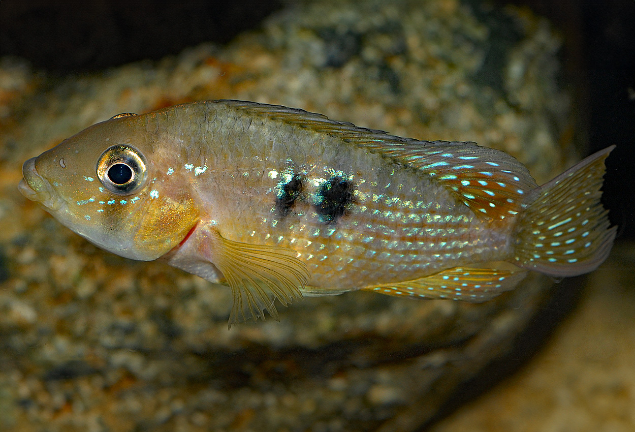 Foto på fisken Gymnogeophagus terrapurpura