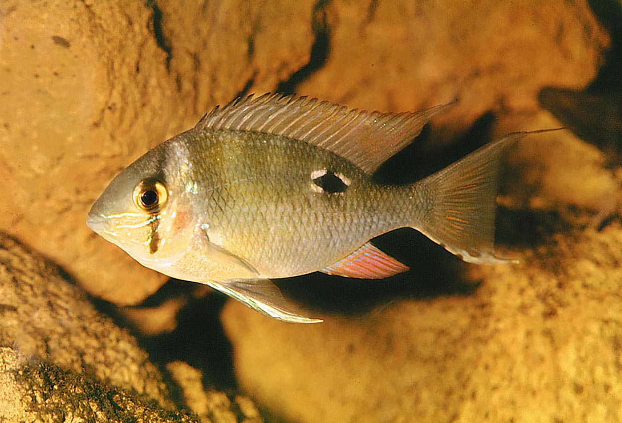 Foto på fisken Biotodoma cupido