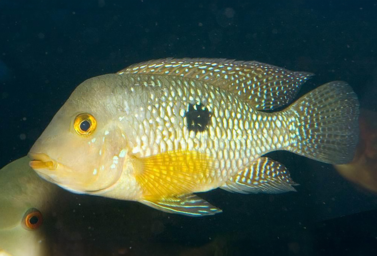 Foto på fisken Geophagus brasiliensis