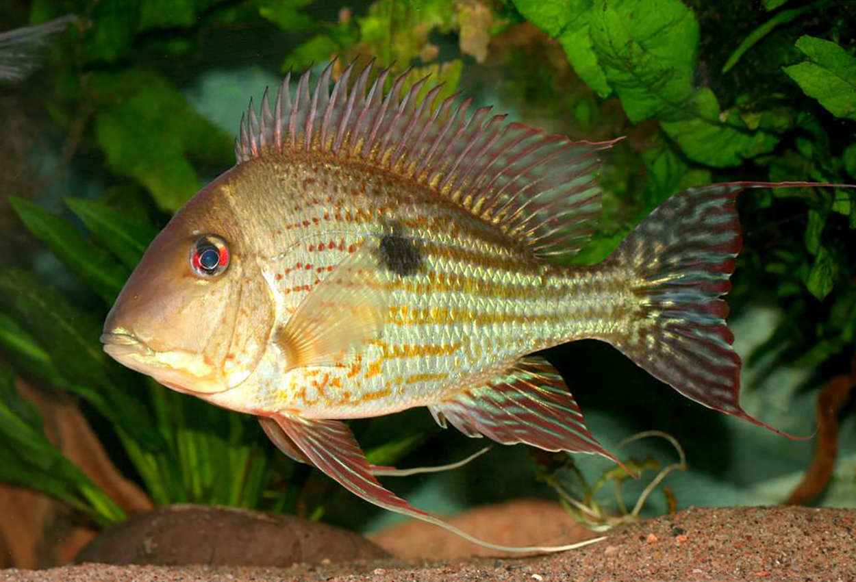 Foto på fisken Geophagus abalios