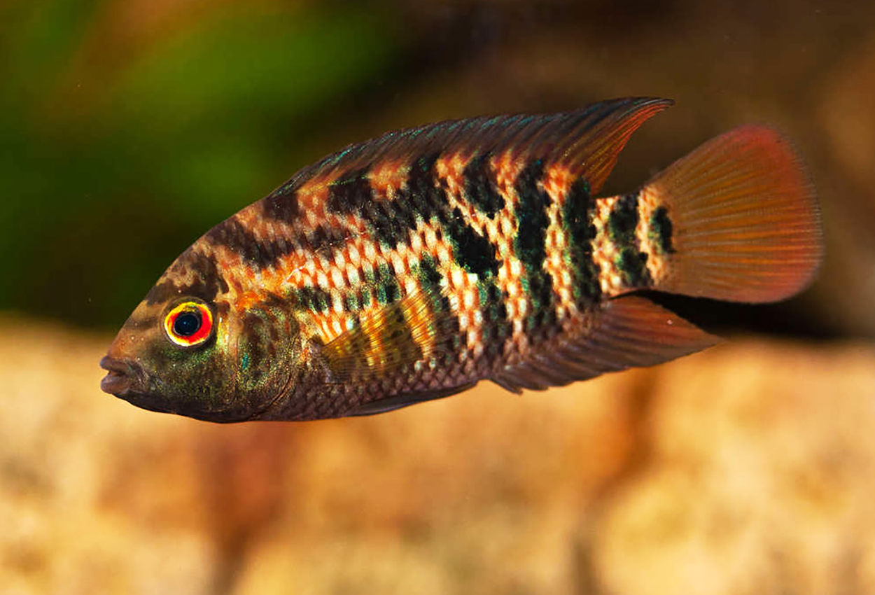 Foto på fisken Australoheros sp. 'red ceibal'
