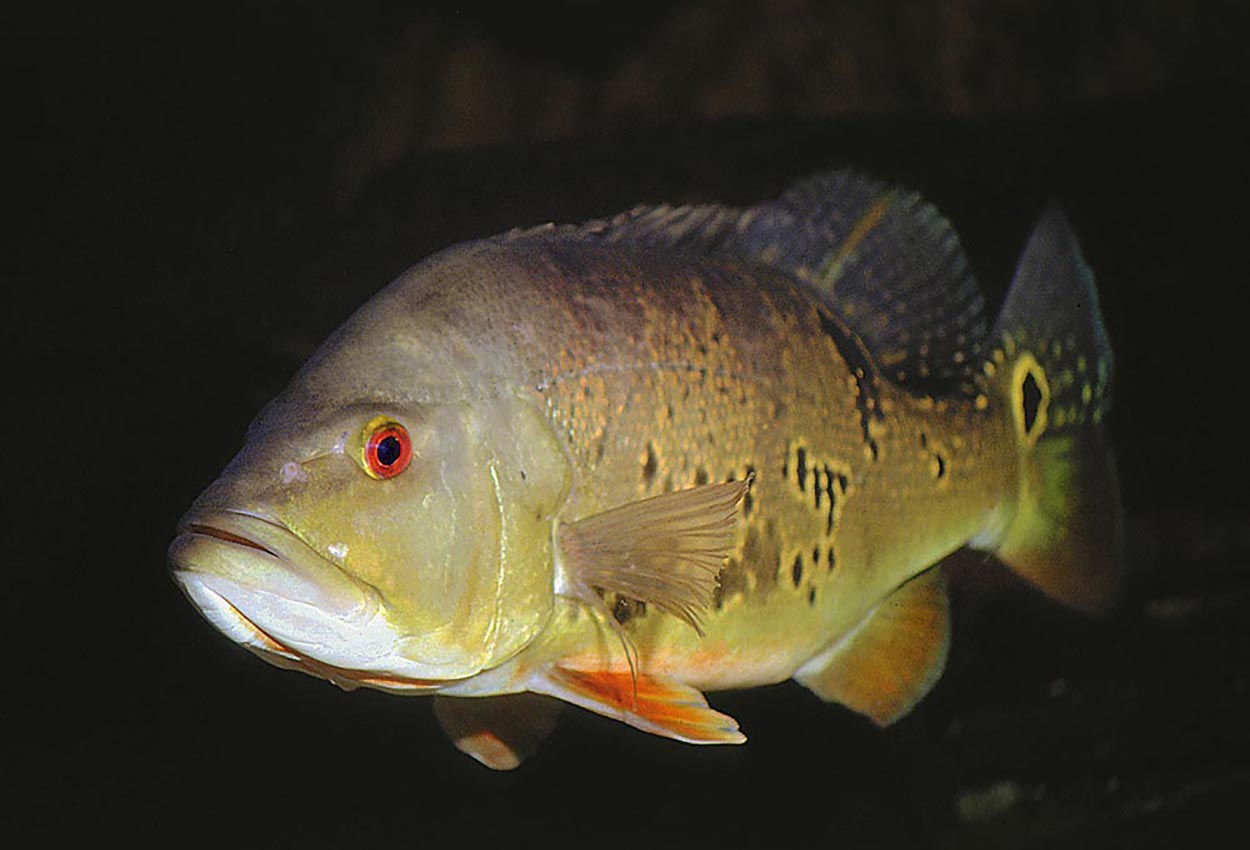 Foto på fisken Cichla ocellaris