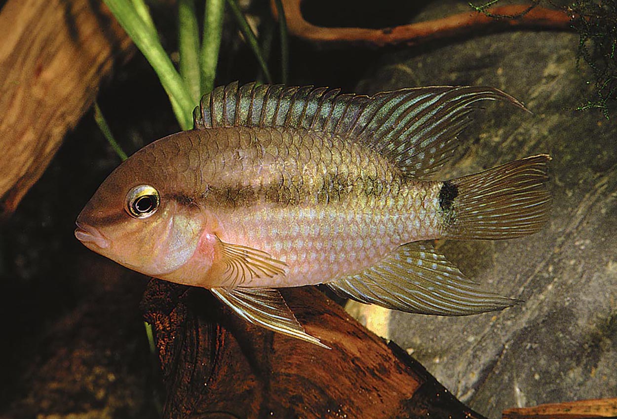 Foto på fisken Krobia guianensis