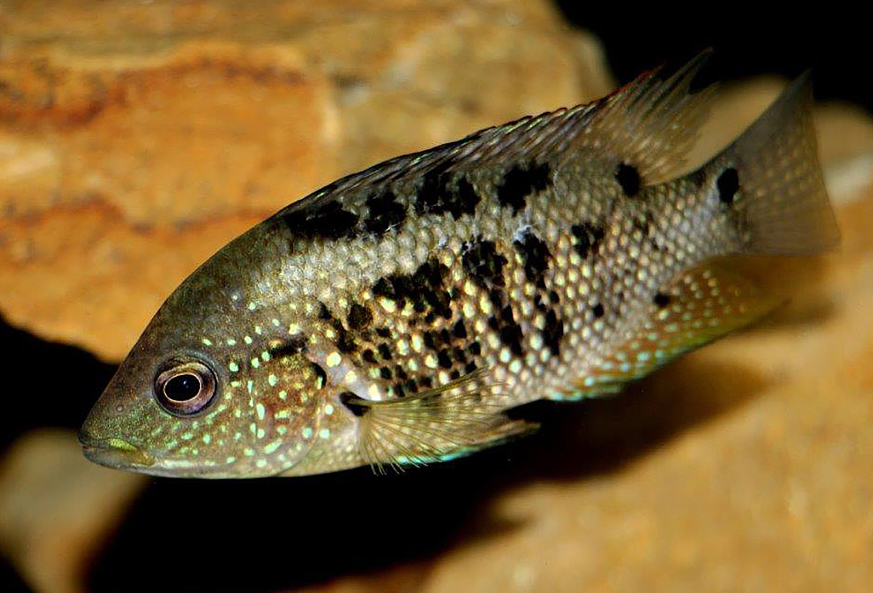 Foto på fisken Mesoheros ornatus