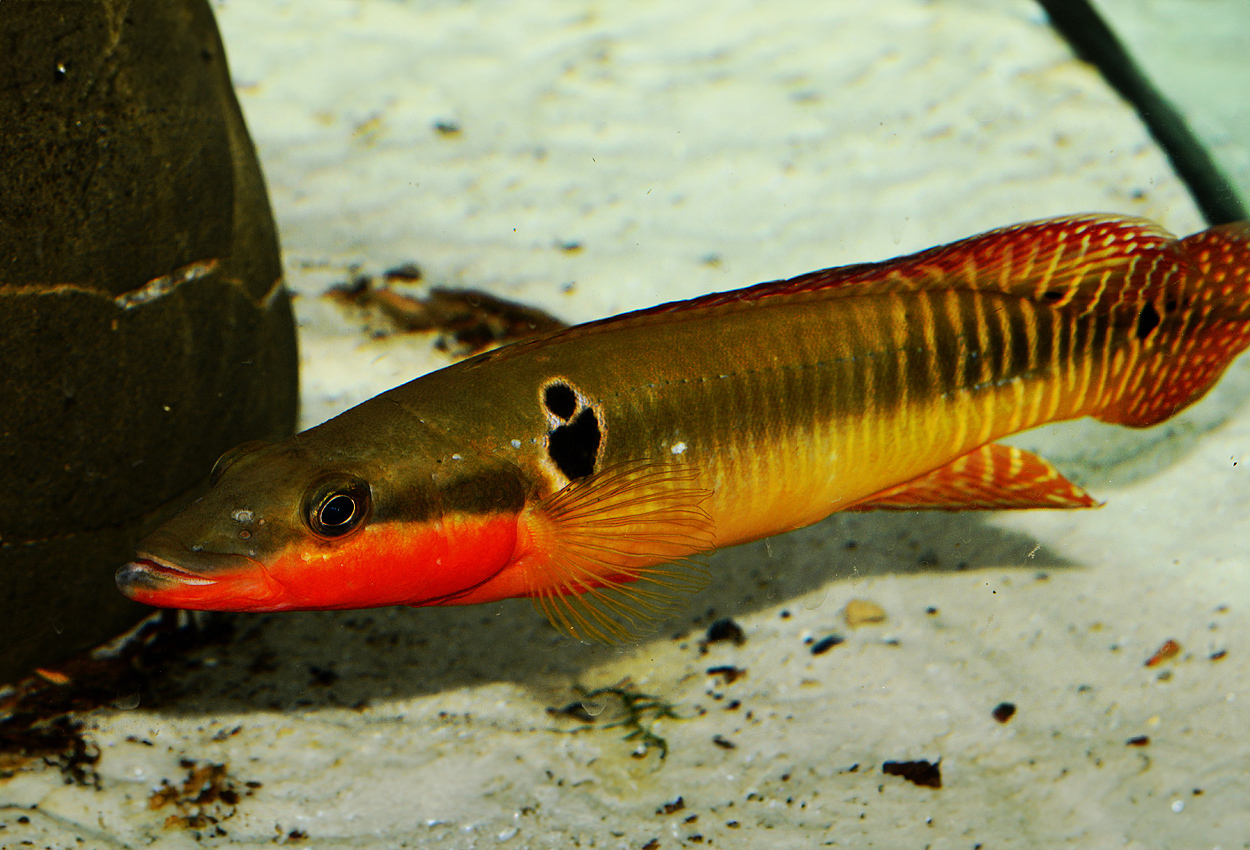 Foto på fisken Crenicichla  zebrina