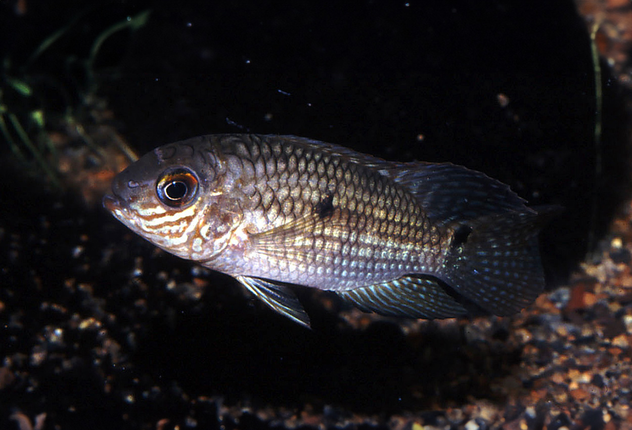 Foto på fisken Aequidens epae
