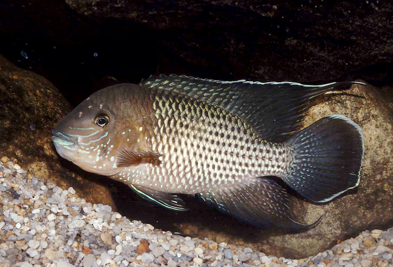 Foto på fisken Andinoacara stalsbergi