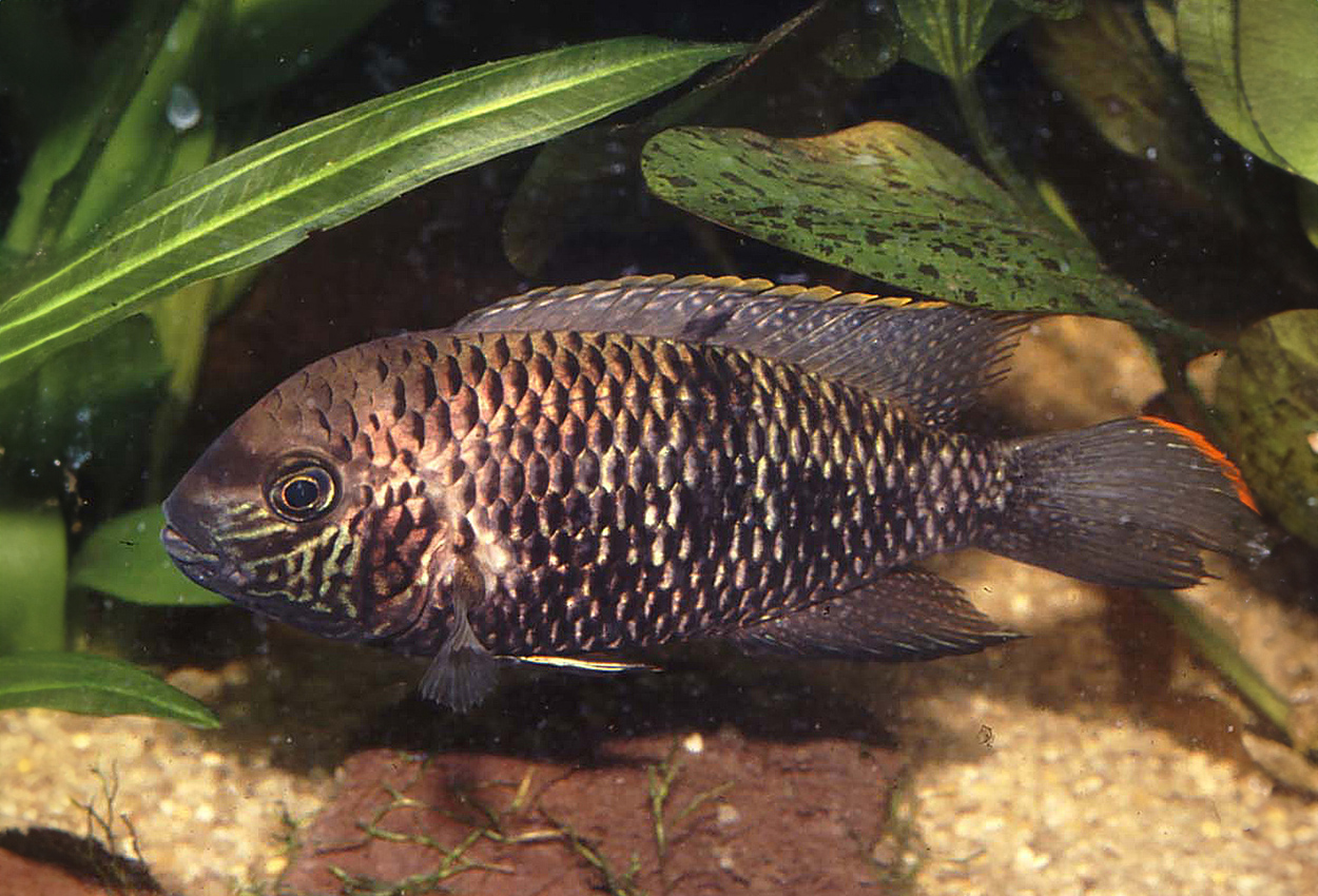 Foto på fisken Andinoacara biseriatus