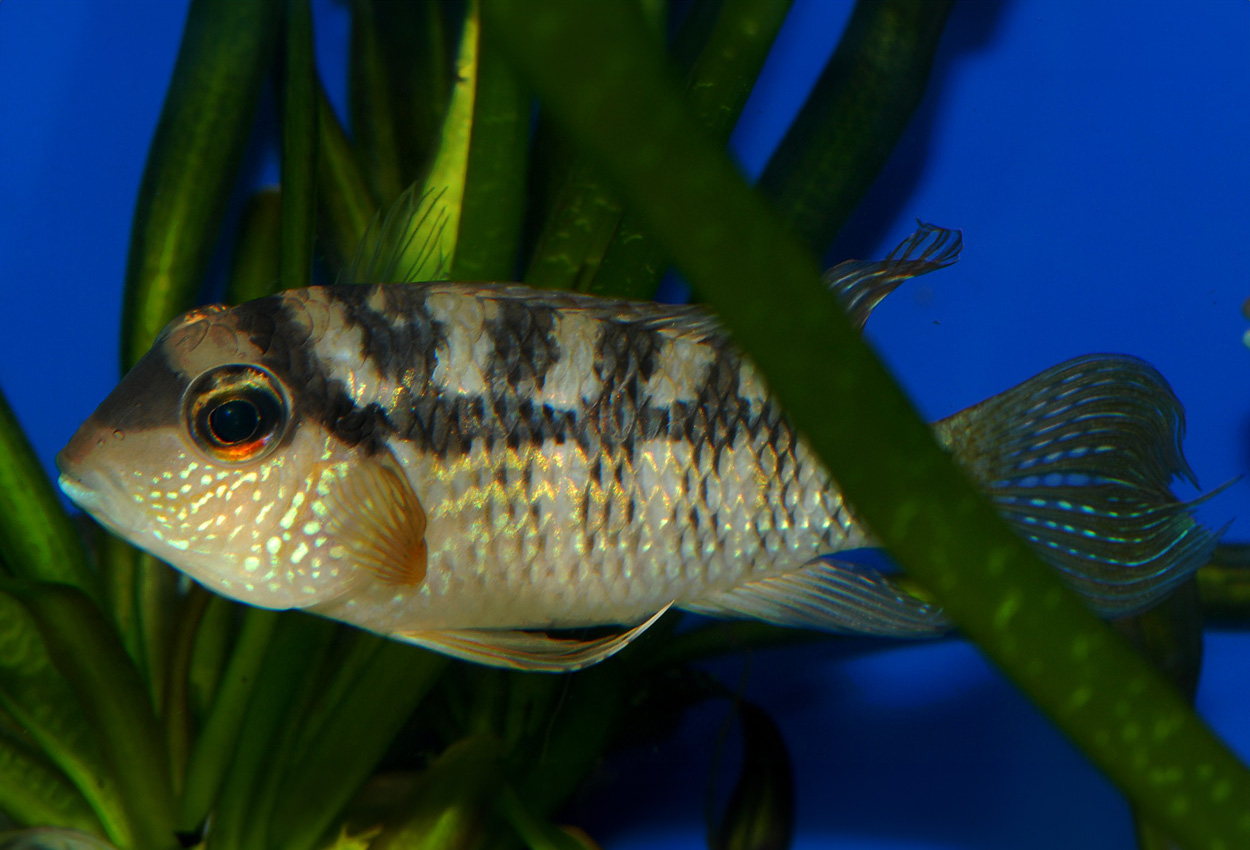 Foto på fisken Bujurquina syspilus
