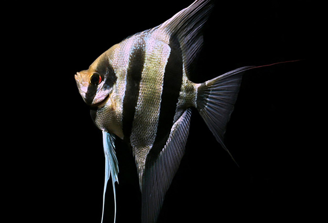 Foto på fisken Pterophyllum altum