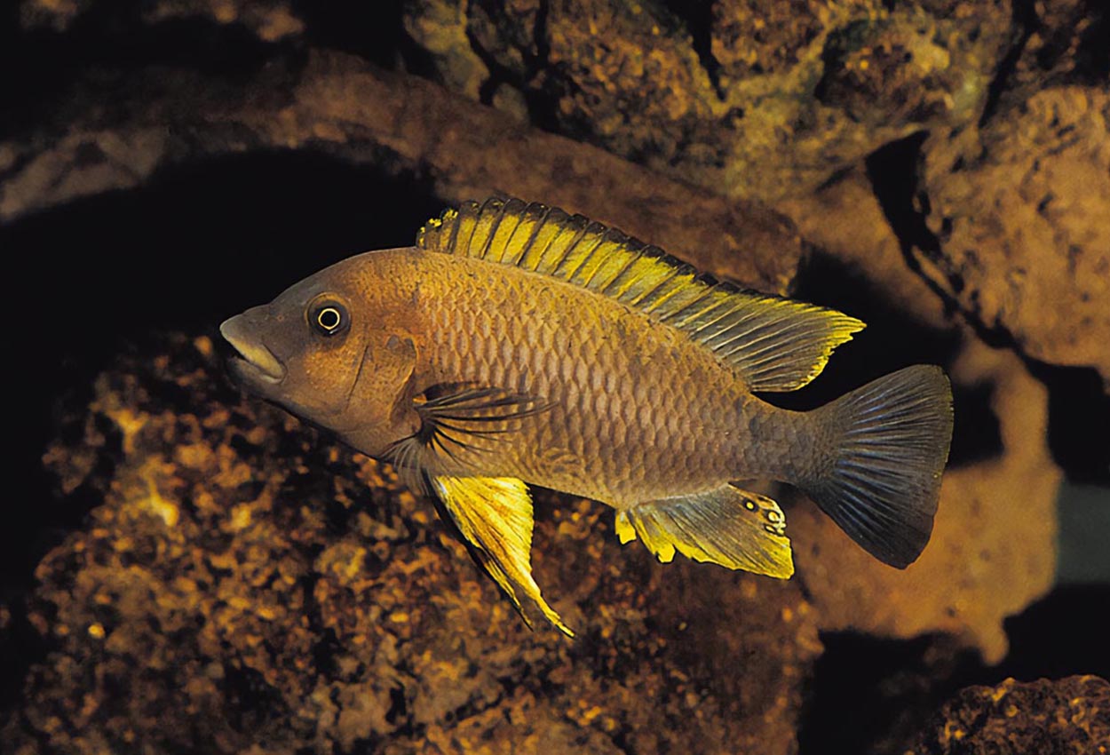 Foto på fisken Petrochromis famula, Kigoma